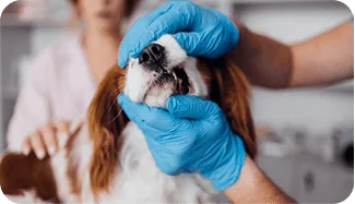 Dental or veterinary practice